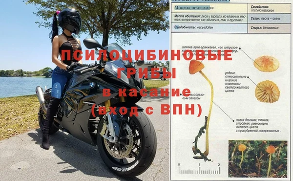 сатива Арсеньев